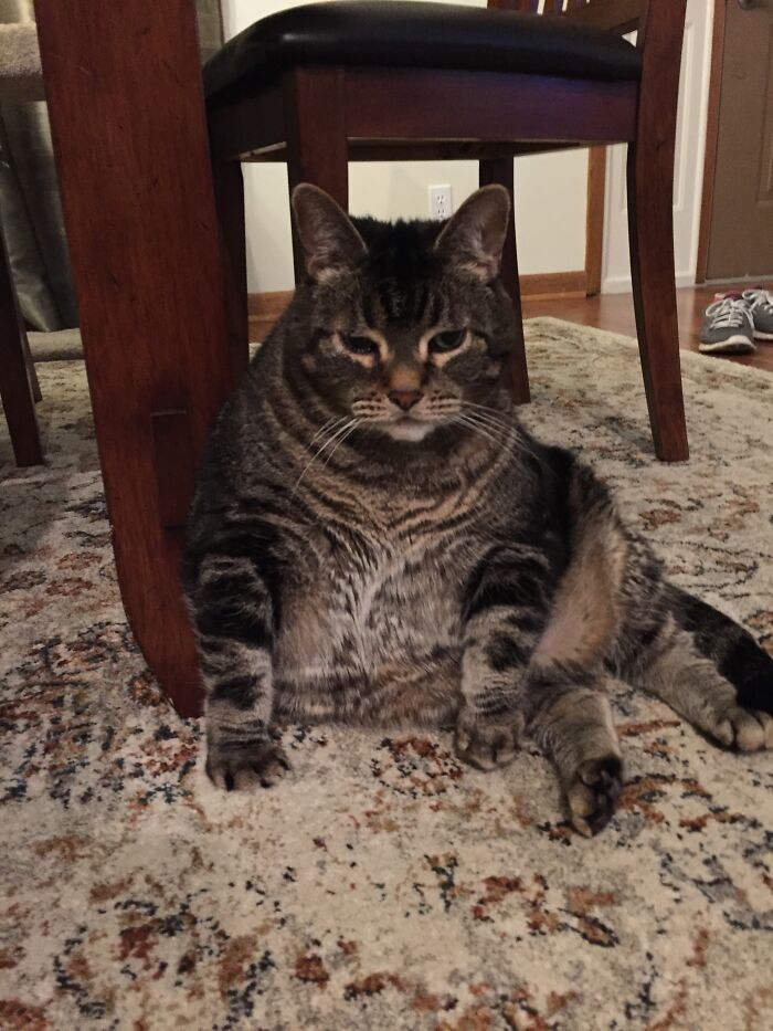 Hey Pandas, Post A Picture Of Your Cat For International Cat Day Hey Pandas, Post A Picture Of Your Cat For International Cat Day