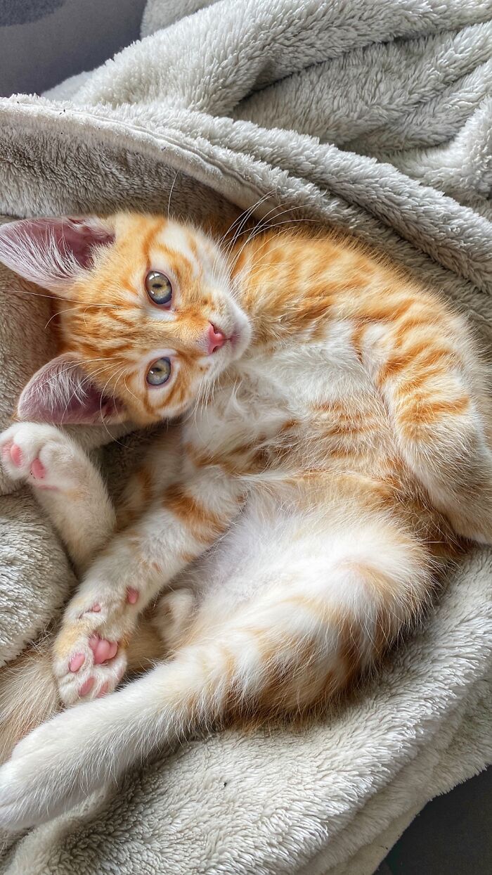 Hey Pandas, Post A Picture Of Your Cat For International Cat Day Hey Pandas, Post A Picture Of Your Cat For International Cat Day