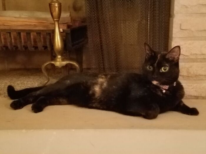 Hey Pandas, Post A Picture Of Your Cat For International Cat Day