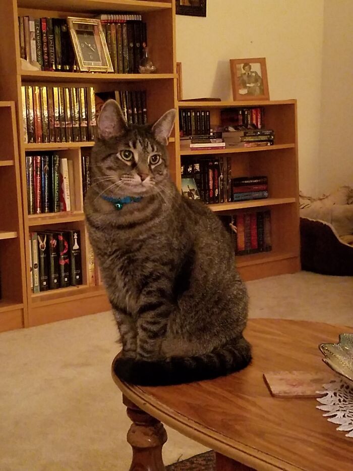 Hey Pandas, Post A Picture Of Your Cat For International Cat Day