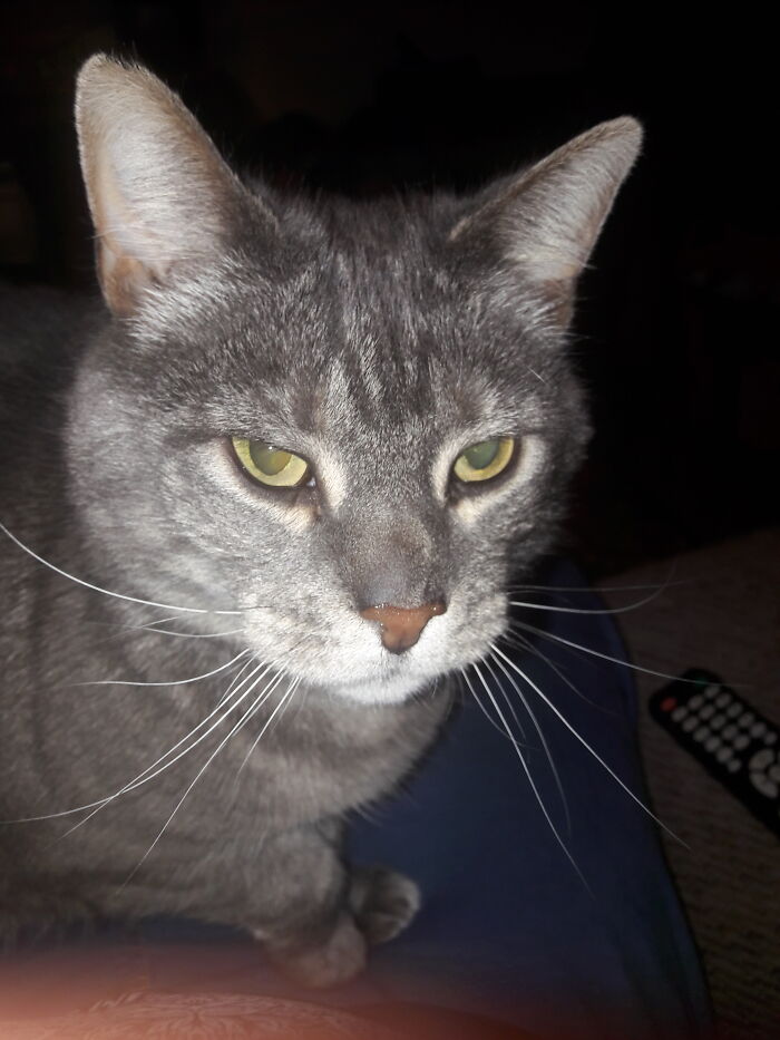 Hey Pandas, Post A Picture Of Your Cat For International Cat Day Hey Pandas, Post A Picture Of Your Cat For International Cat Day