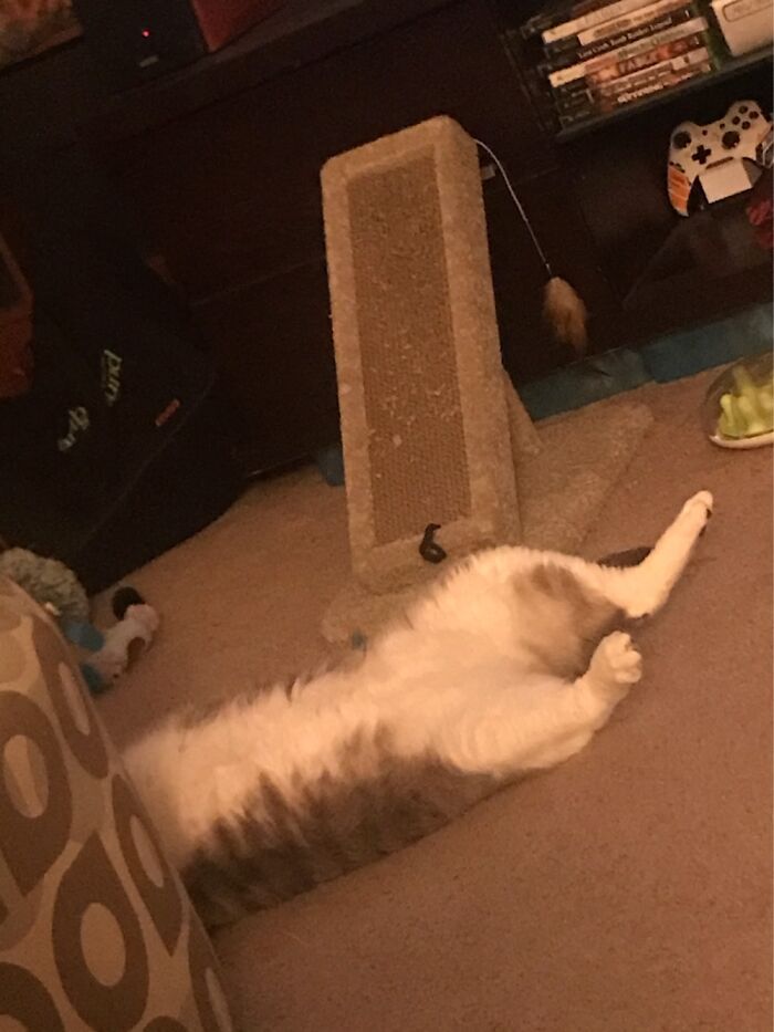 Hey Pandas, Post A Picture Of Your Cat For International Cat Day