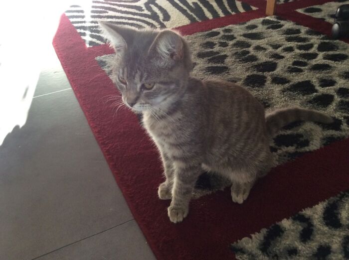 Hey Pandas, Post A Picture Of Your Cat For International Cat Day