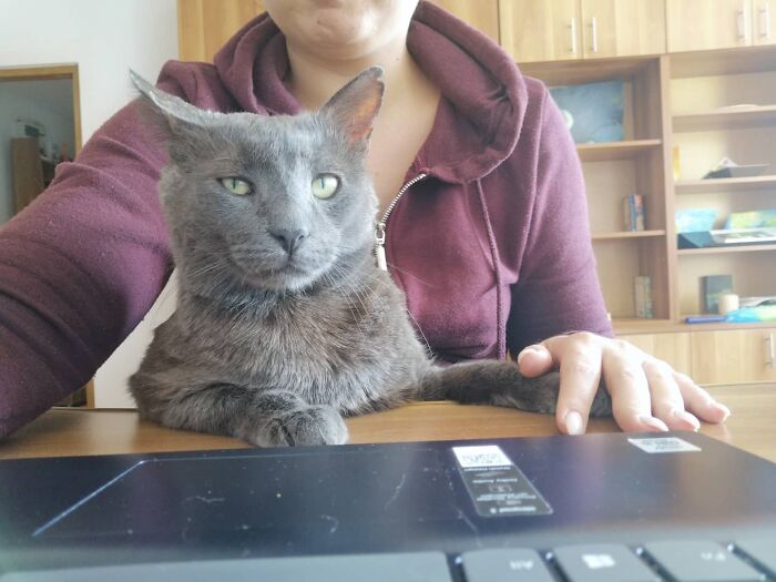 Hey Pandas, Post A Picture Of Your Cat For International Cat Day Hey Pandas, Post A Picture Of Your Cat For International Cat Day