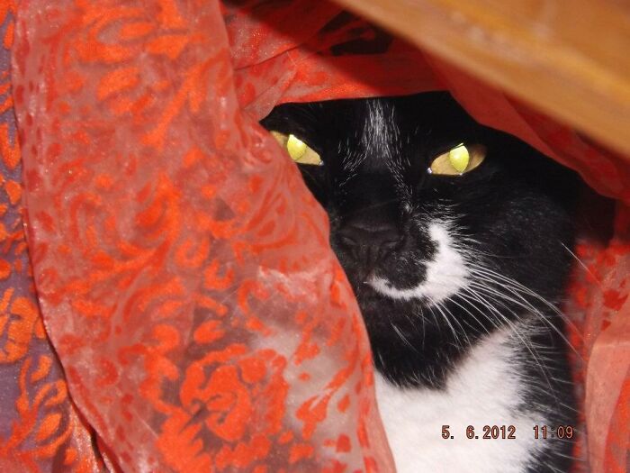 Hey Pandas, Post A Picture Of Your Cat For International Cat Day