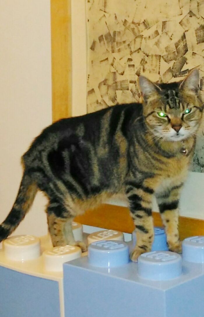 Hey Pandas, Post A Picture Of Your Cat For International Cat Day Hey Pandas, Post A Picture Of Your Cat For International Cat Day