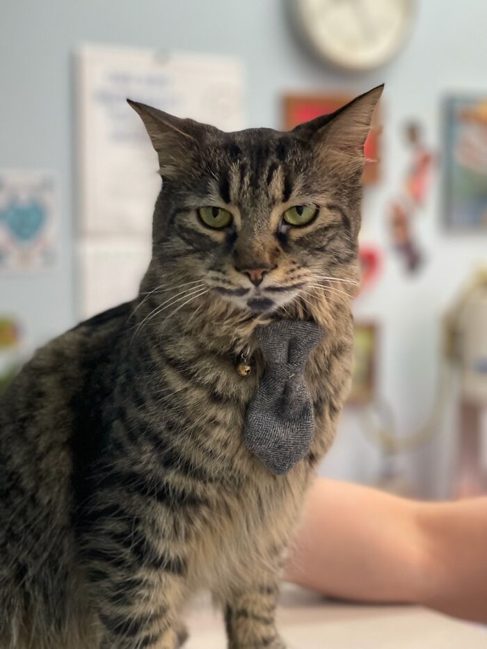 Hey Pandas, Post A Picture Of Your Cat For International Cat Day