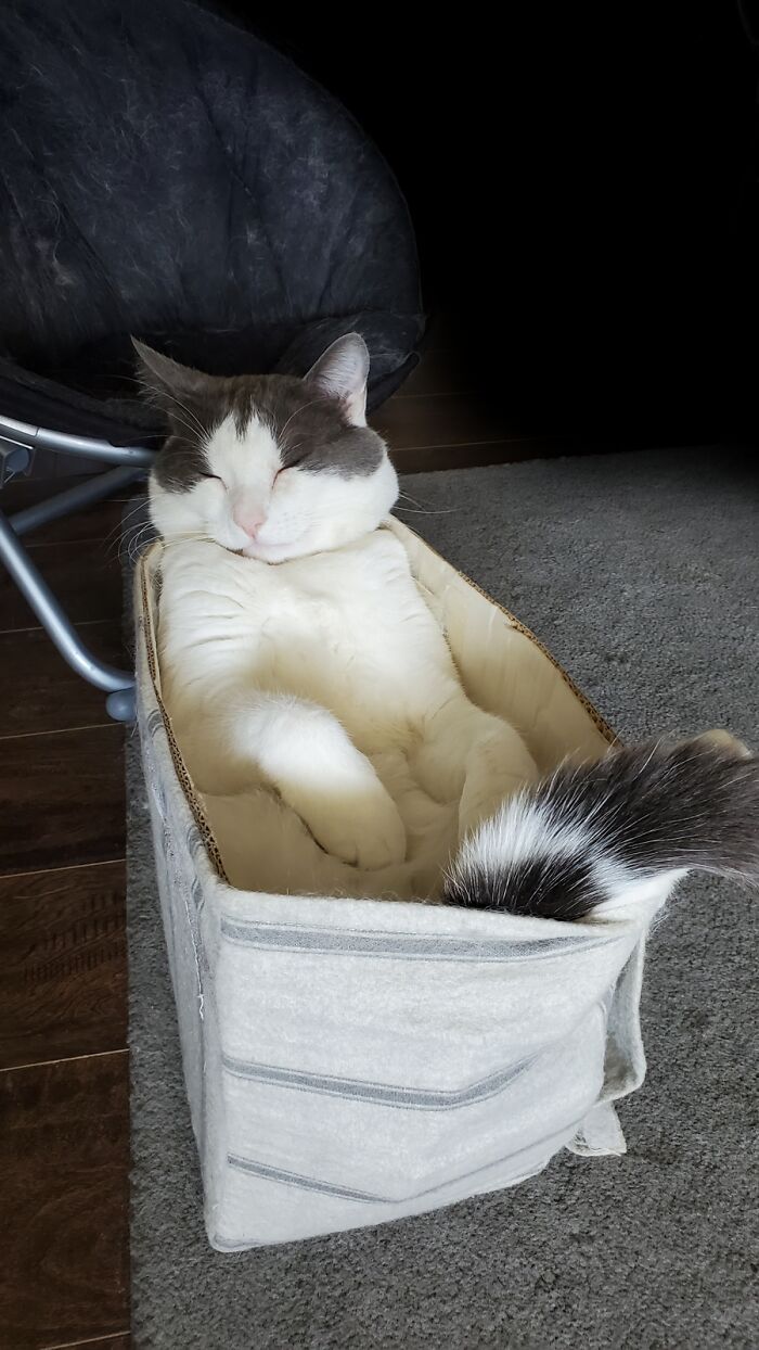 Hey Pandas, Post A Picture Of Your Cat For International Cat Day Hey Pandas, Post A Picture Of Your Cat For International Cat Day