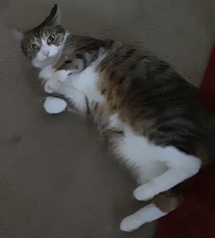 Hey Pandas, Post A Picture Of Your Cat For International Cat Day