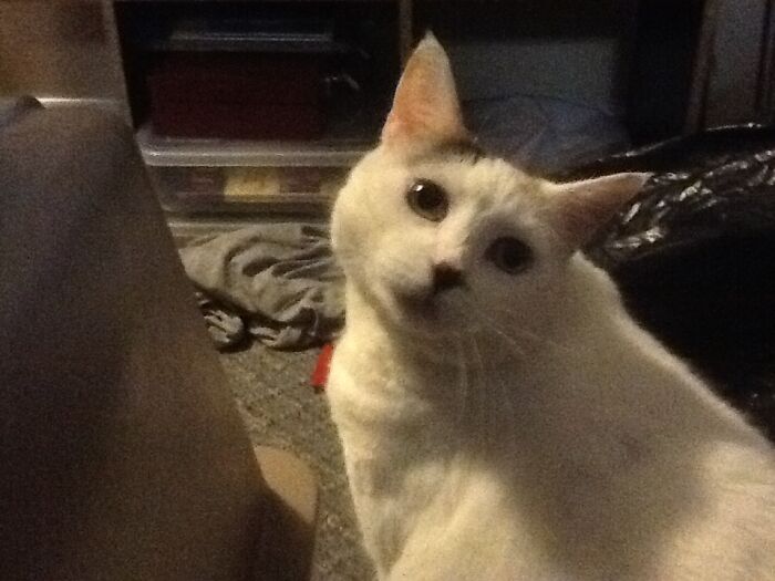 Hey Pandas, Post A Picture Of Your Cat For International Cat Day