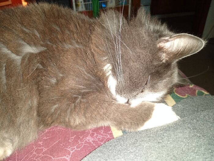 Hey Pandas, Post A Picture Of Your Cat For International Cat Day Hey Pandas, Post A Picture Of Your Cat For International Cat Day