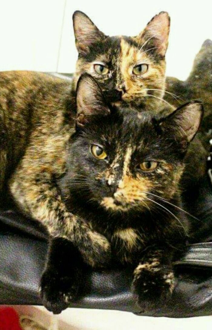 Hey Pandas, Post A Picture Of Your Cat For International Cat Day