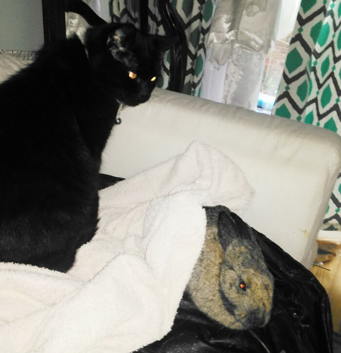 Hey Pandas, Post A Picture Of Your Cat For International Cat Day