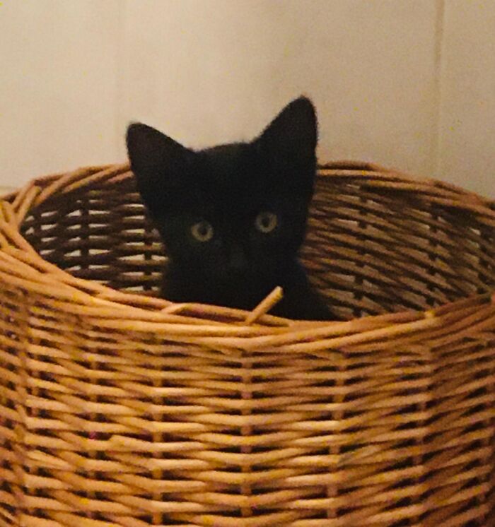 Hey Pandas, Post A Picture Of Your Cat For International Cat Day