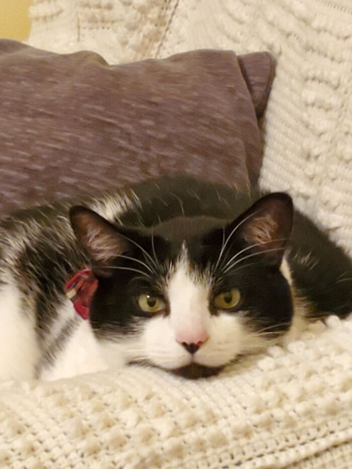 Hey Pandas, Post A Picture Of Your Cat For International Cat Day