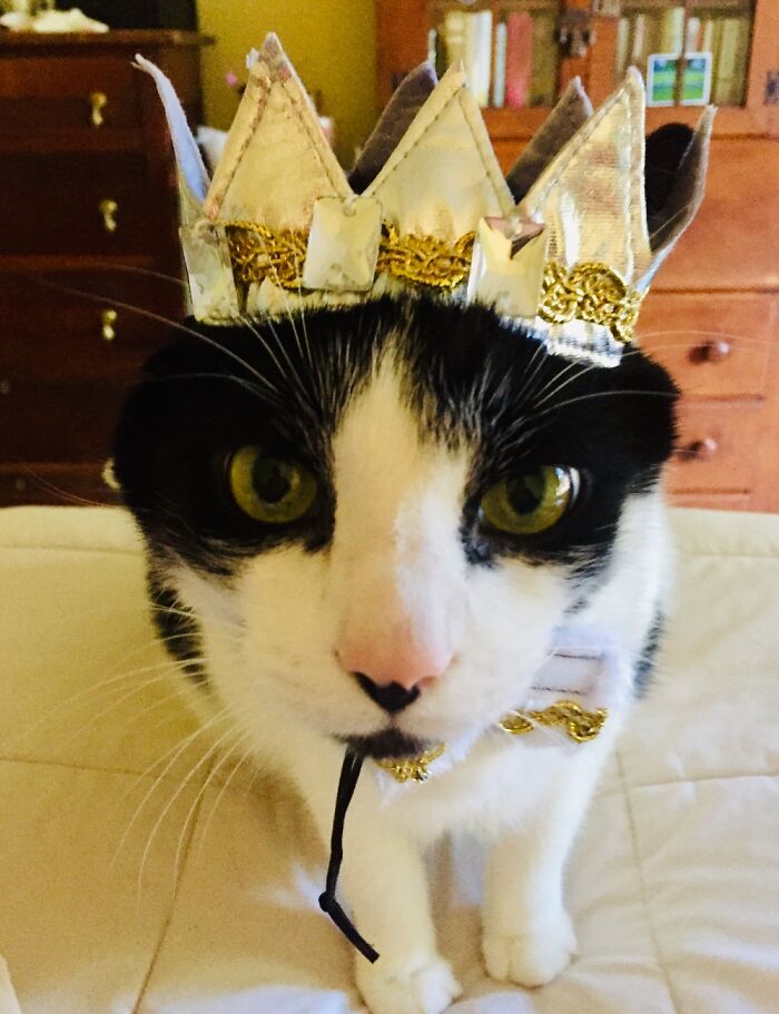 Hey Pandas, Post A Picture Of Your Cat For International Cat Day