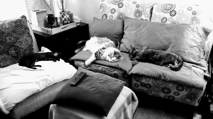 Hey Pandas, Post A Picture Of Your Cat For International Cat Day Hey Pandas, Post A Picture Of Your Cat For International Cat Day