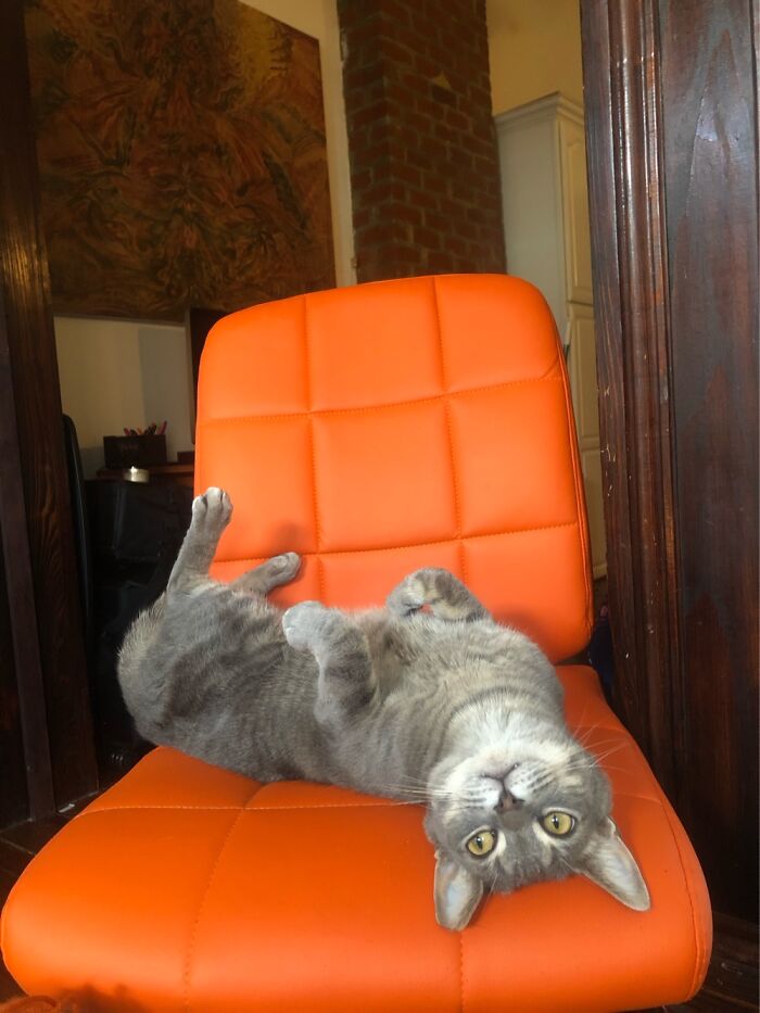 Hey Pandas, Post A Picture Of Your Cat For International Cat Day