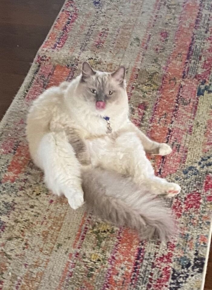 Hey Pandas, Post A Picture Of Your Cat For International Cat Day