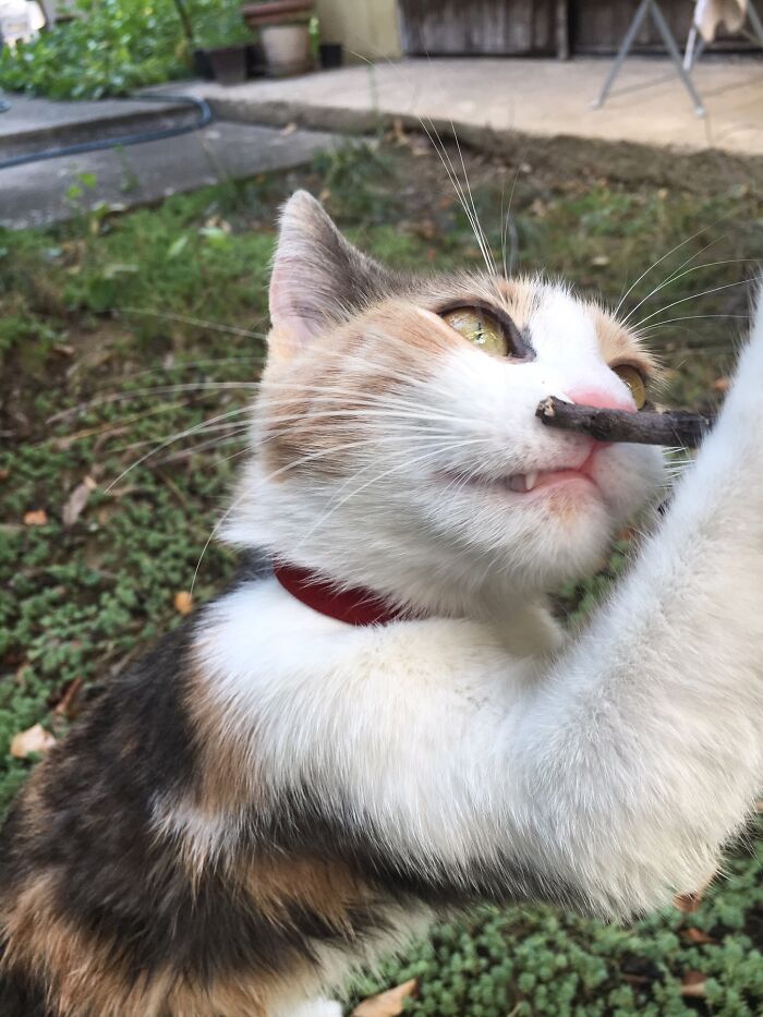 Hey Pandas, Post A Picture Of Your Cat For International Cat Day Hey Pandas, Post A Picture Of Your Cat For International Cat Day