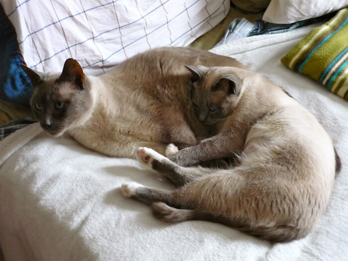 Hey Pandas, Post A Picture Of Your Cat For International Cat Day Hey Pandas, Post A Picture Of Your Cat For International Cat Day