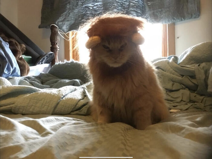 Hey Pandas, Post A Picture Of Your Cat For International Cat Day Hey Pandas, Post A Picture Of Your Cat For International Cat Day