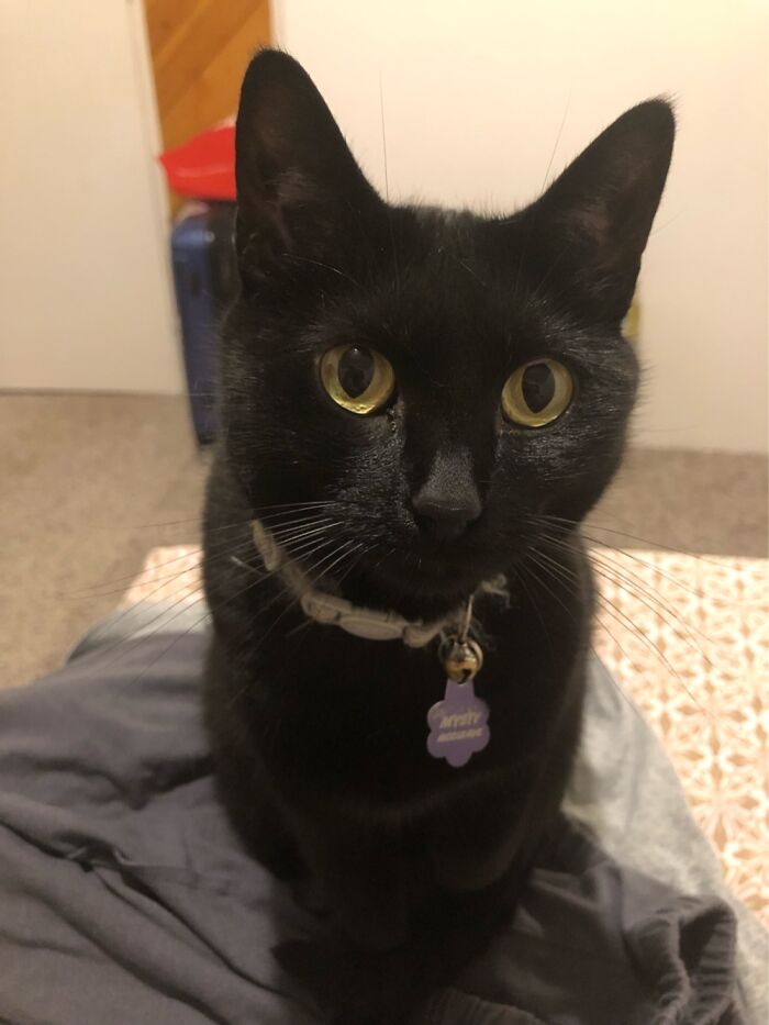 Hey Pandas, Post A Picture Of Your Cat For International Cat Day