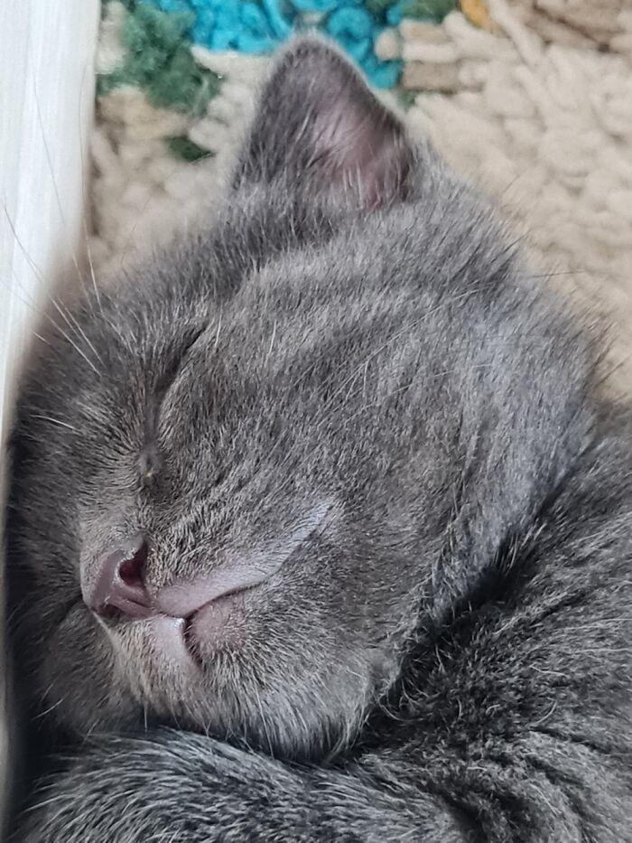 Hey Pandas, Post A Picture Of Your Cat For International Cat Day