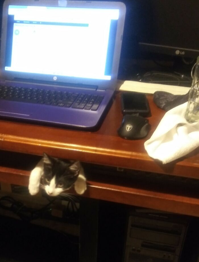 Hey Pandas, Post A Picture Of Your Cat For International Cat Day Hey Pandas, Post A Picture Of Your Cat For International Cat Day