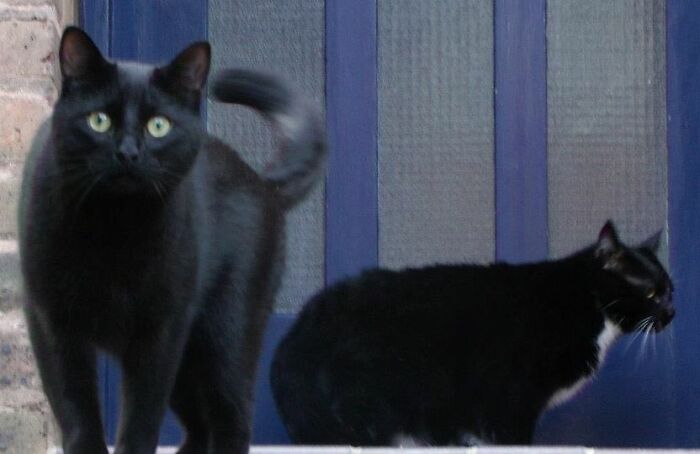 Hey Pandas, Post A Picture Of Your Cat For International Cat Day Hey Pandas, Post A Picture Of Your Cat For International Cat Day