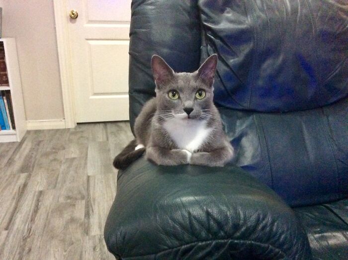 Hey Pandas, Post A Picture Of Your Cat For International Cat Day