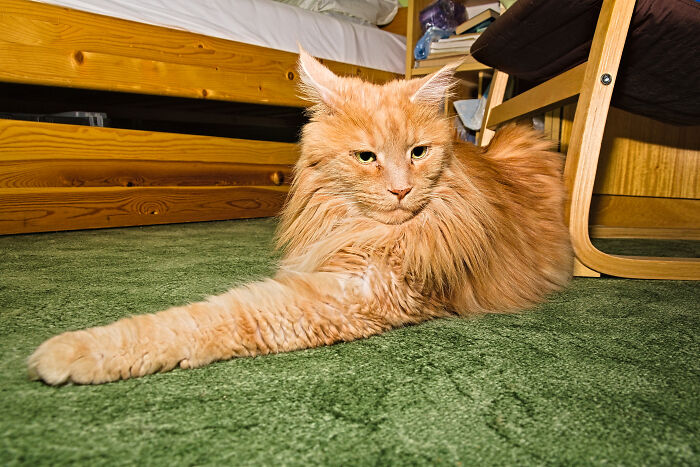 Hey Pandas, Post A Picture Of Your Cat For International Cat Day Hey Pandas, Post A Picture Of Your Cat For International Cat Day