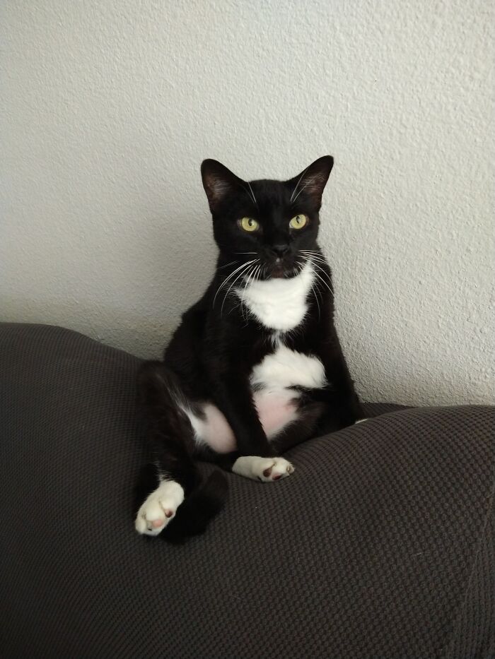 Hey Pandas, Post A Picture Of Your Cat For International Cat Day