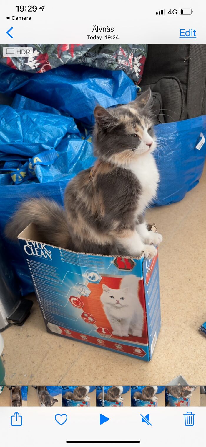 Hey Pandas, Post A Picture Of Your Cat For International Cat Day