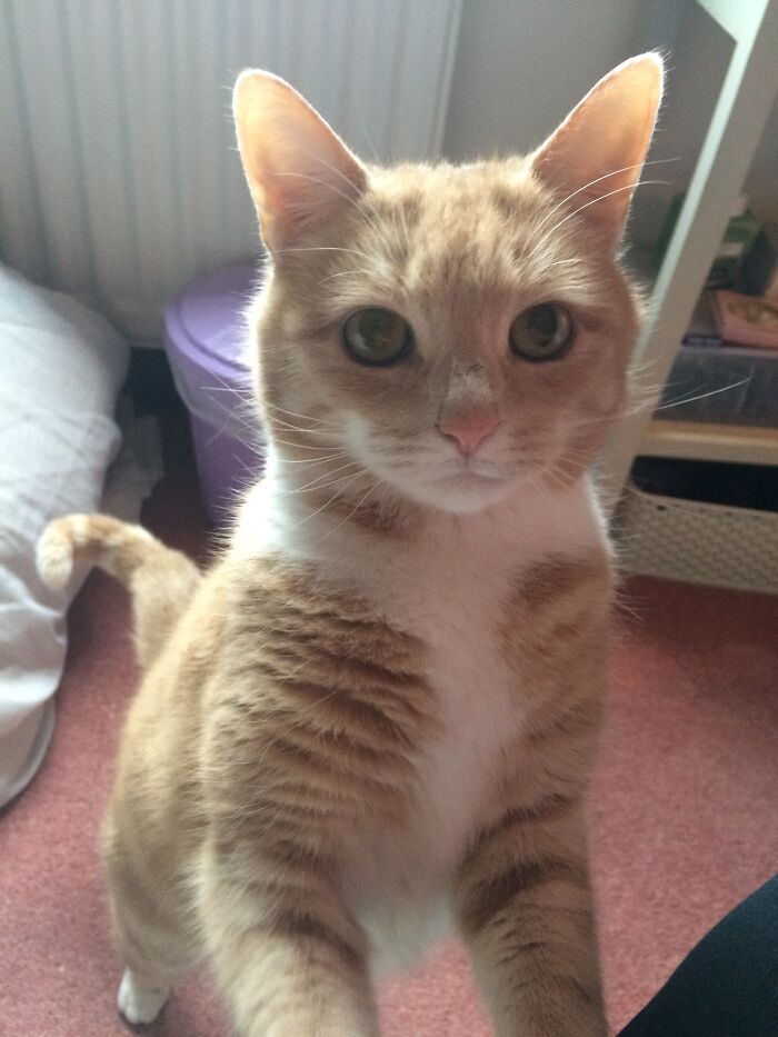 Hey Pandas, Post A Picture Of Your Cat For International Cat Day Hey Pandas, Post A Picture Of Your Cat For International Cat Day