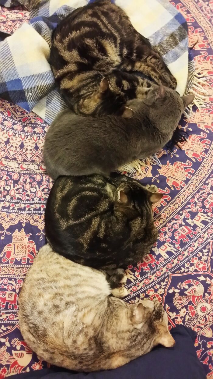 Hey Pandas, Post A Picture Of Your Cat For International Cat Day