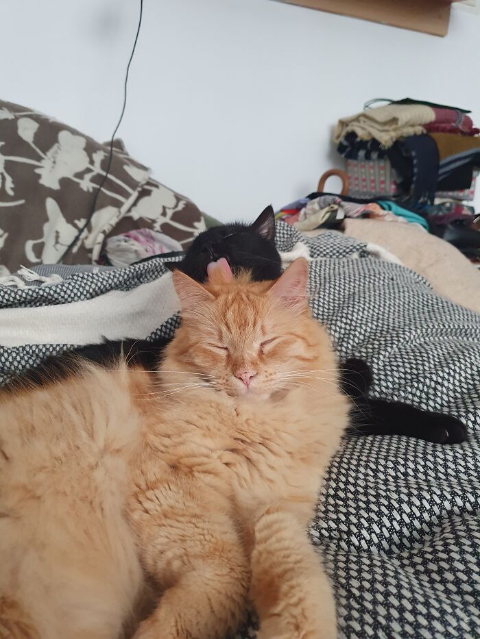 Hey Pandas, Post A Picture Of Your Cat For International Cat Day Hey Pandas, Post A Picture Of Your Cat For International Cat Day