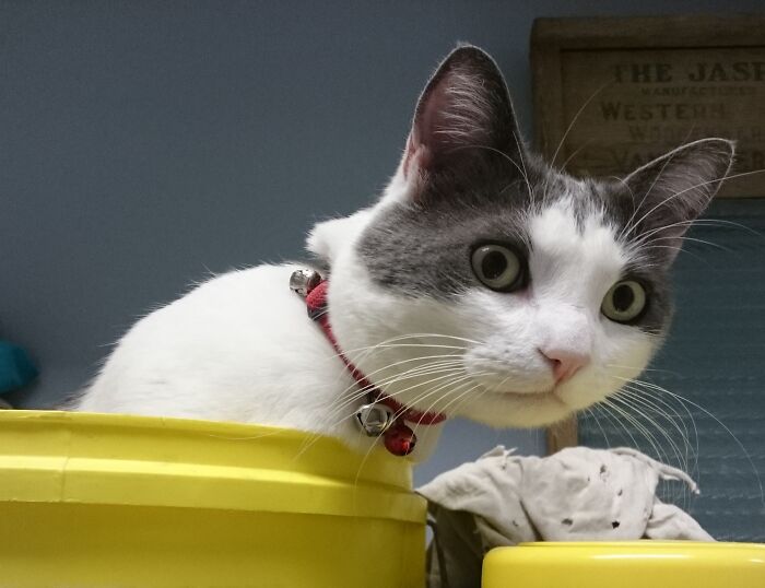 Hey Pandas, Post A Picture Of Your Cat For International Cat Day Hey Pandas, Post A Picture Of Your Cat For International Cat Day