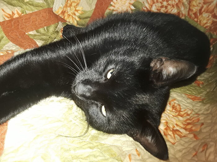 Hey Pandas, Post A Picture Of Your Cat For International Cat Day Hey Pandas, Post A Picture Of Your Cat For International Cat Day