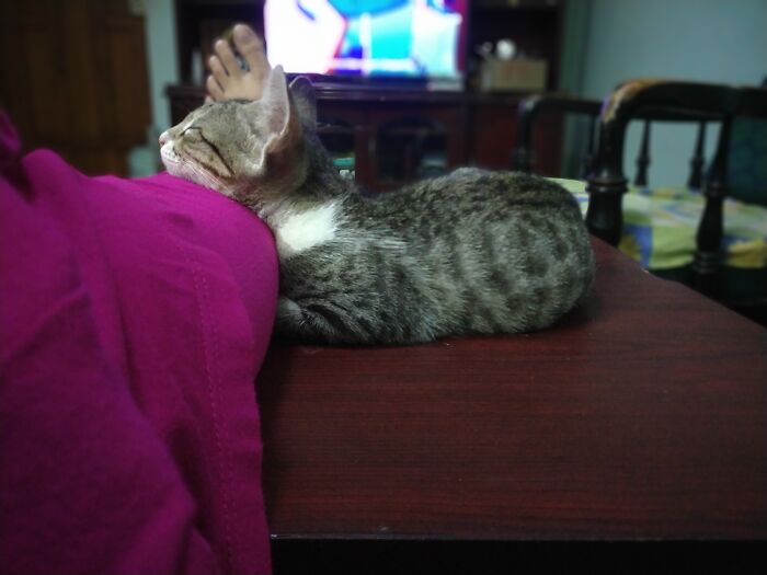 Hey Pandas, Post A Picture Of Your Cat For International Cat Day