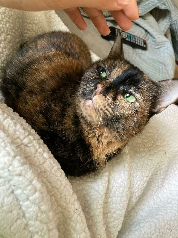 Hey Pandas, Post A Picture Of Your Cat For International Cat Day