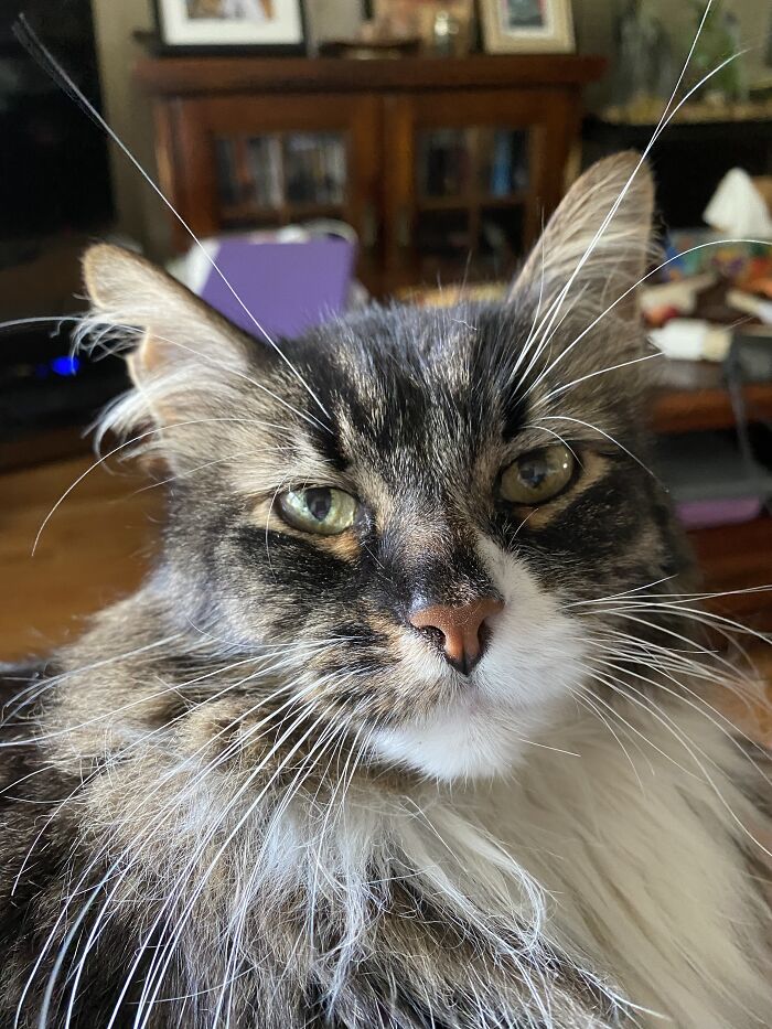 Hey Pandas, Post A Picture Of Your Cat For International Cat Day