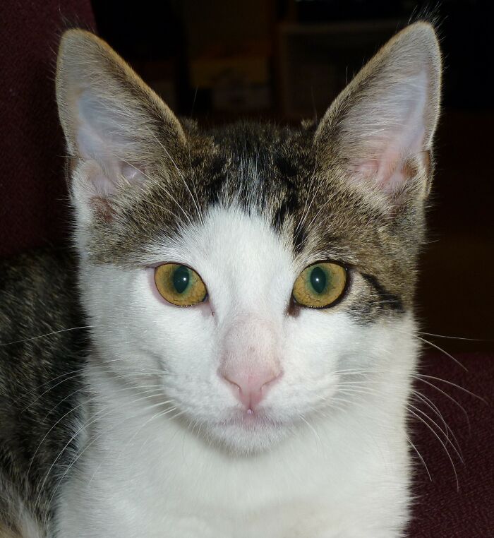 Hey Pandas, Post A Picture Of Your Cat For International Cat Day