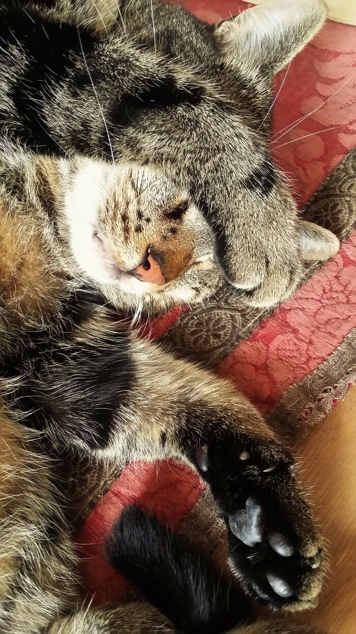 Hey Pandas, Post A Picture Of Your Cat For International Cat Day