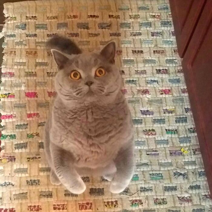 Hey Pandas, Post A Picture Of Your Cat For International Cat Day