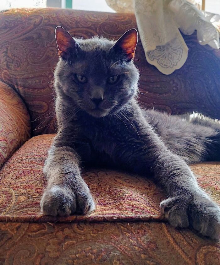 Hey Pandas, Post A Picture Of Your Cat For International Cat Day