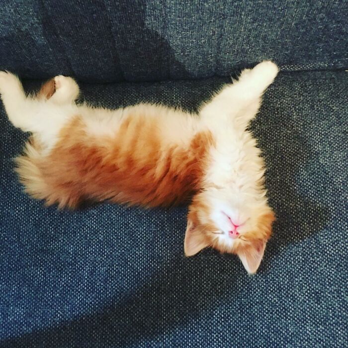 Hey Pandas, Post A Picture Of Your Cat For International Cat Day