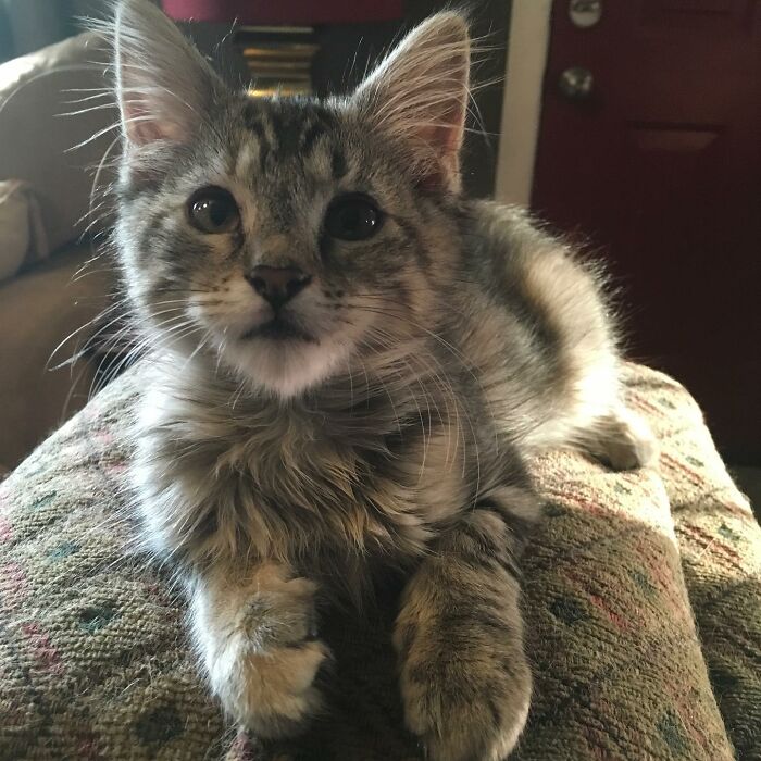 Hey Pandas, Post A Picture Of Your Cat For International Cat Day