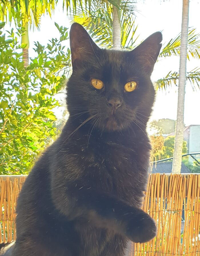 Hey Pandas, Post A Picture Of Your Cat For International Cat Day