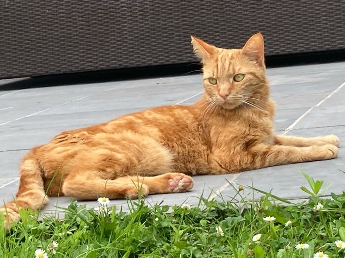 Hey Pandas, Post A Picture Of Your Cat For International Cat Day